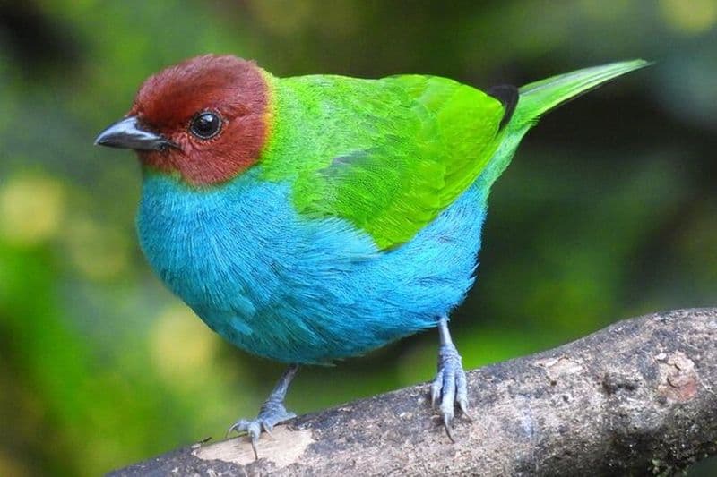 Excursion dans la jungle, observation des oiseaux et de la faune locale de Guatapé