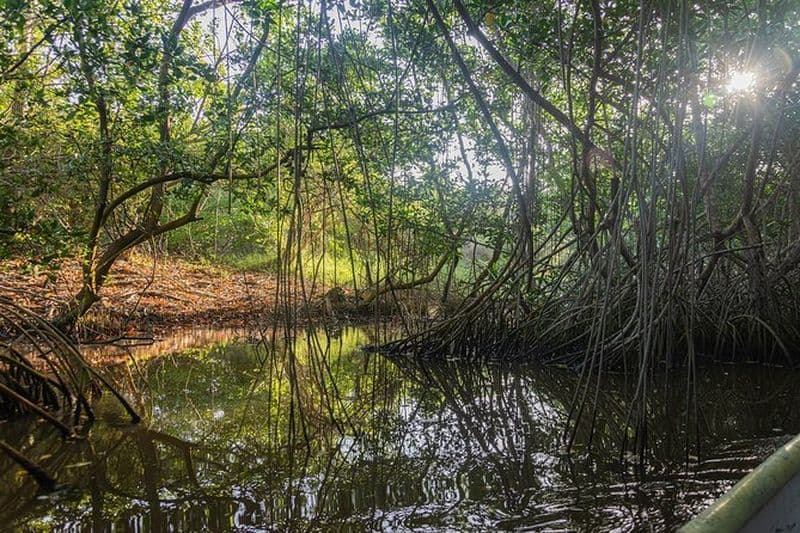 Into the Wild: Canoë & Observation des oiseaux dans l’Intouché de La Boquilla