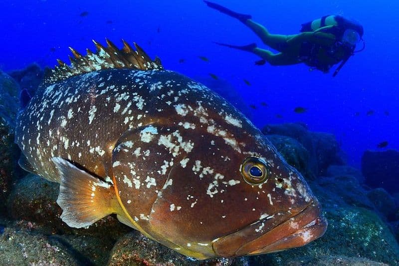 Plongée sous-marine