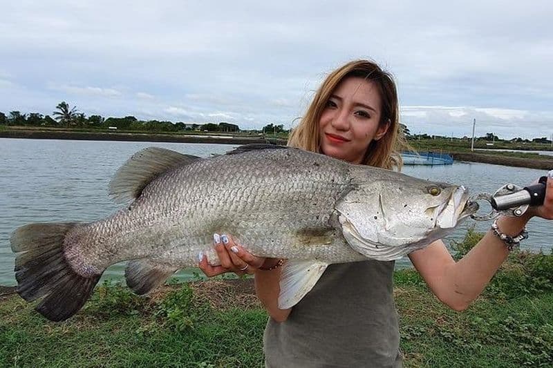 Big Barramundi Lure Pêche en Thaïlande