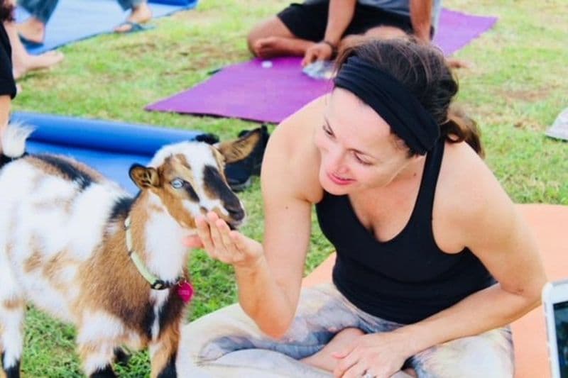 Yoga de chèvre avec des chèvres miniatures à Maui