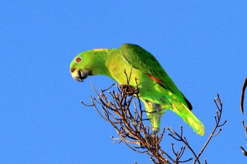 Journée d'observation des oiseaux à Finca la Gracia (depuis le bateau de croisière, Puerto Quetzal)