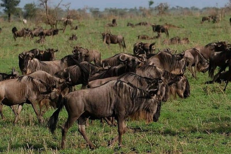 Voyage de 2 jours en avion de Zanzibar à Tarangire et le cratère Ngorongoro