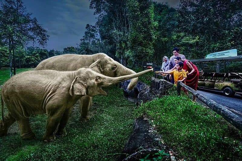 Safari nocturne Singapour Billets coupe-file avec Tramway