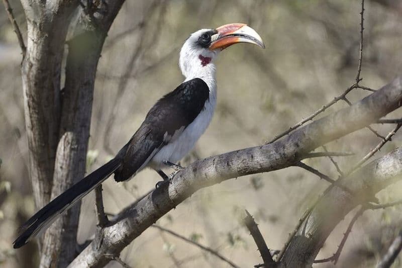 7 - Journée Nord de la Tanzanie Observation des oiseaux et safari animalier