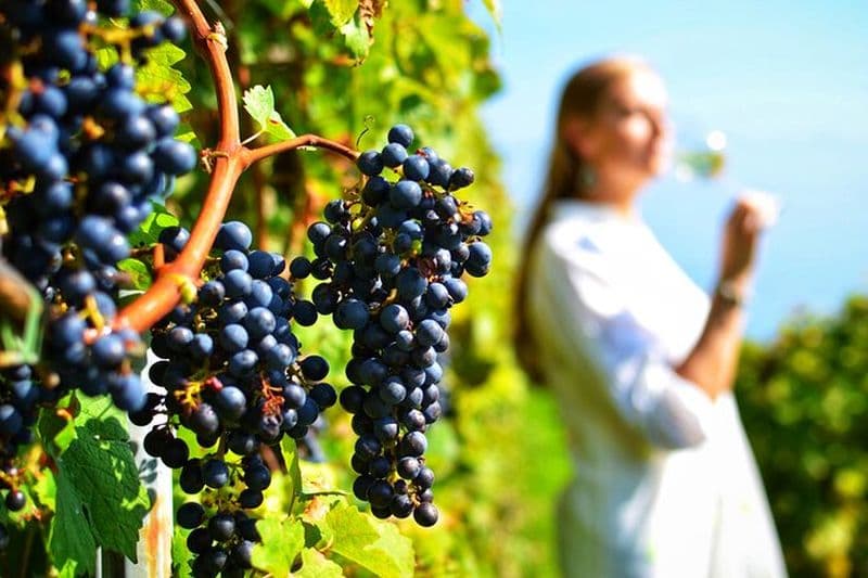 Dégustation de Corinthe et de vin à Nemea Visite privée