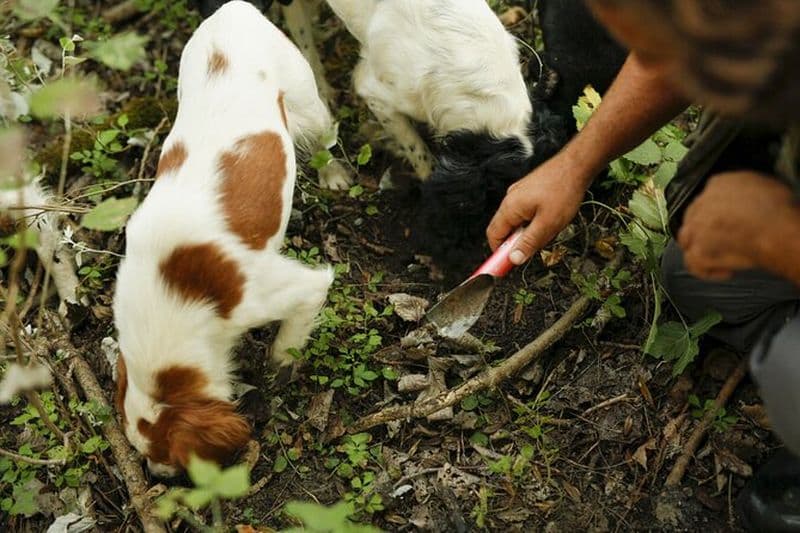 Chasse aux truffes et dégustation de fromages, truffes et vins près d'Alba