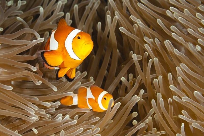 Bohol: Turtle Sanctuary Snorkeling et visite en bateau avec déjeuner