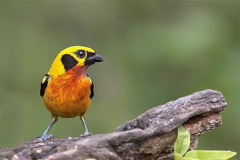 7 Jours Amazon Adventure : Manu Zone réservée & Lécher d'argile à l'ara