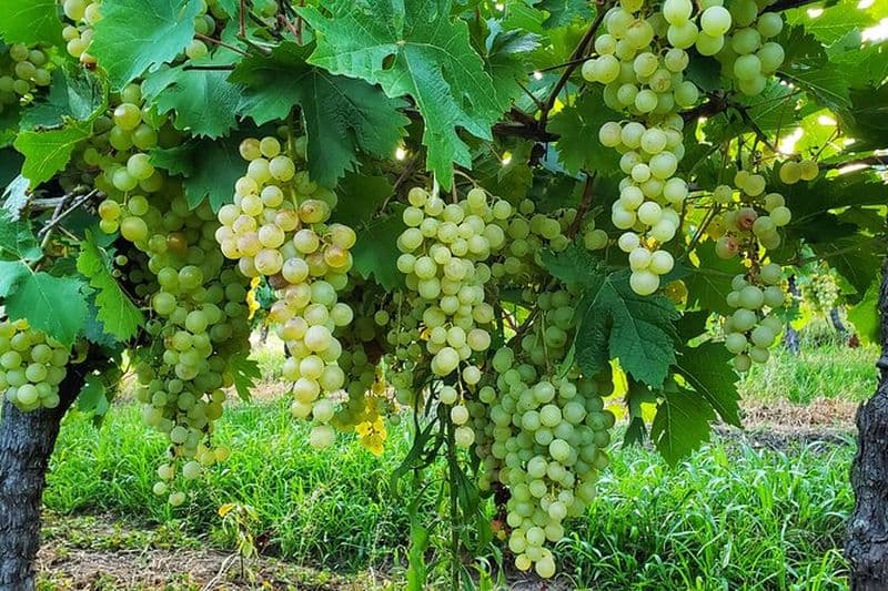 Fromages & Vins de Colonia: Une expérience privée gourmande