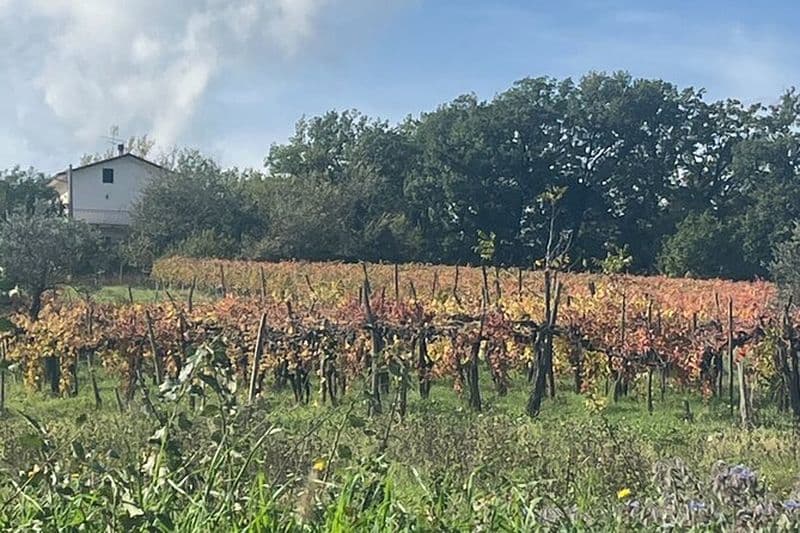 Billet Visite privée de l'expérience du vin et des saveurs Irpinia au départ de Naples