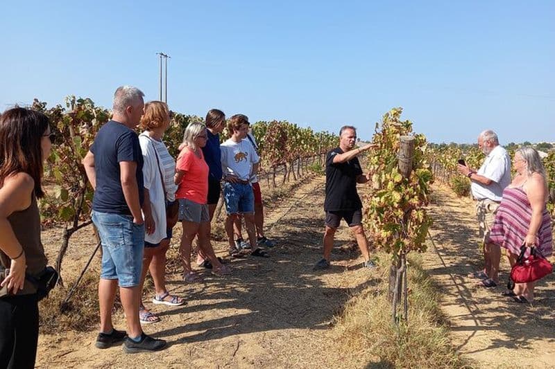 Amateurs de vin: Visite de cave avec dégustation et tapas (Albufeira/Vilamoura)