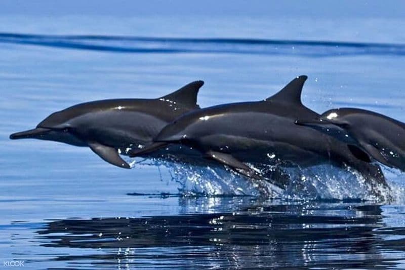 Excursion en bateau d'observation des dauphins à Trincomalee