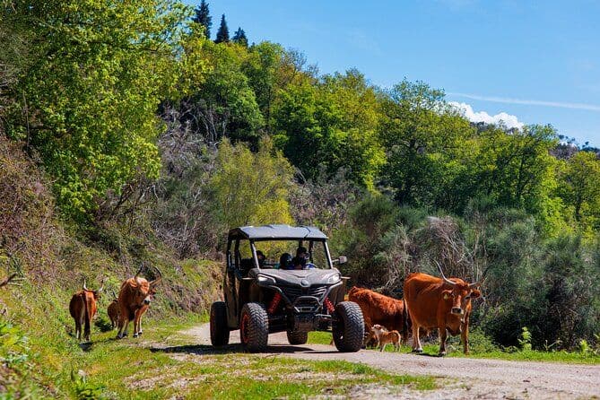Excursion en buggy d'une heure • Arcos de Valdevez • Peneda Gerês