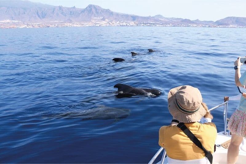 Observation des baleines à Tenerife | Expérience écologique de l'Atlantique