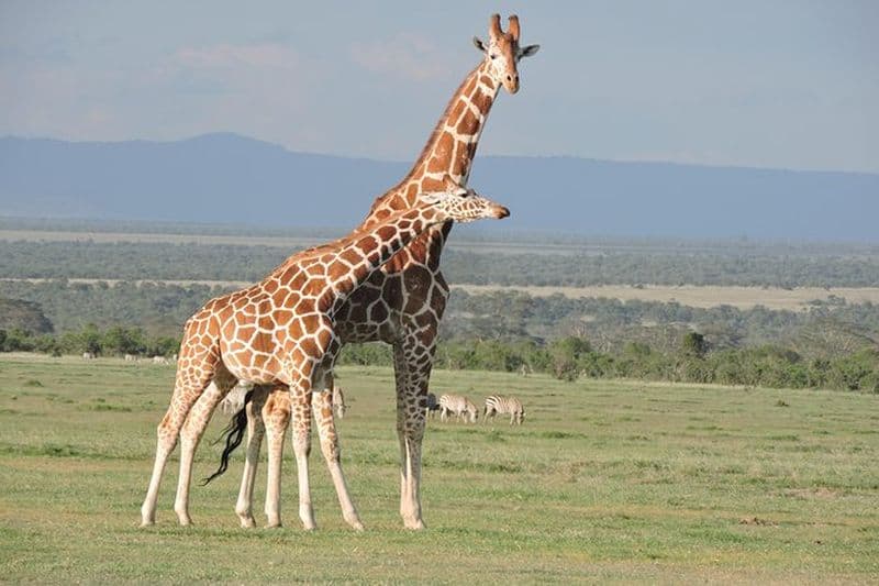 Safaris animaliers et escalade en montagne