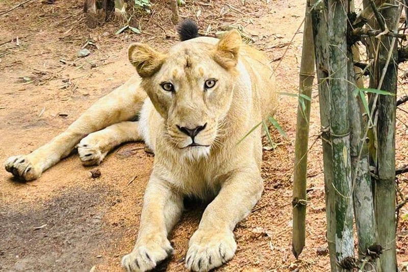 Explorez le côté sauvage de Bangalore – un safari Bannerghatta mémorable !