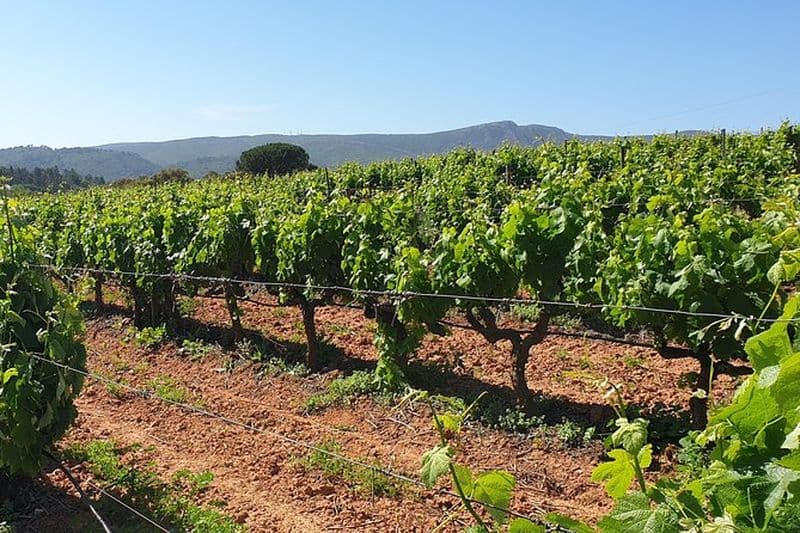 Visite privée des vins d'Azeitão / Palmela / Setúbal
