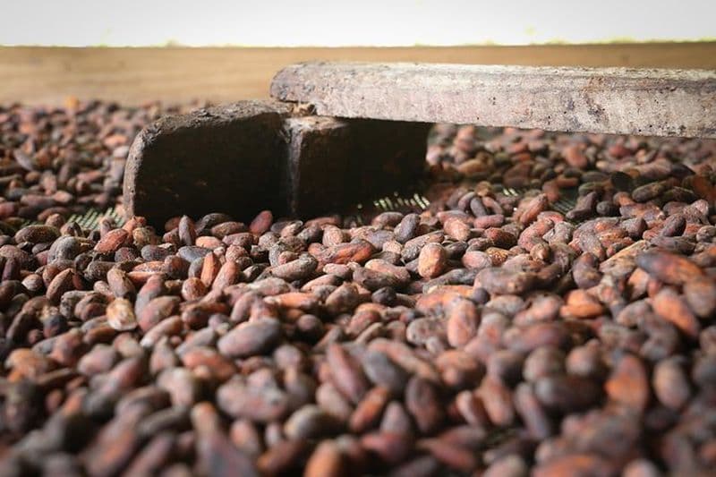 Chocolat & Café Expérience de ferme