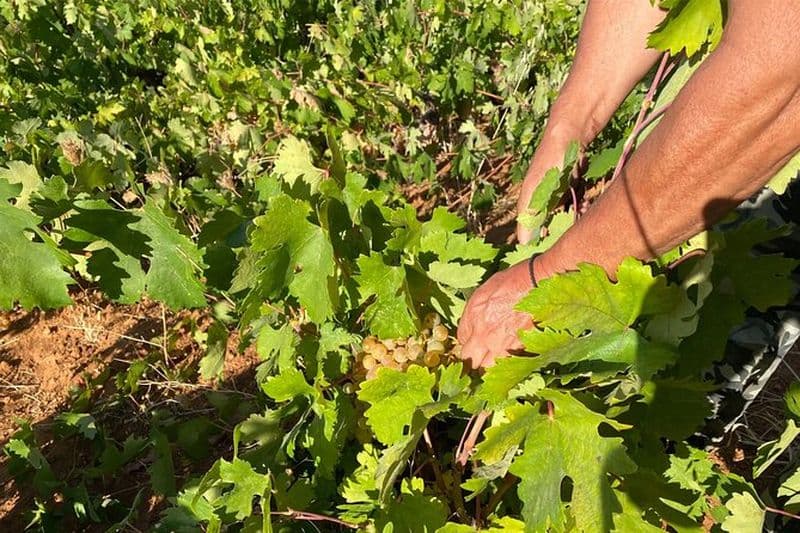 Naxos: Vin privé Expérience de trois heures et demie