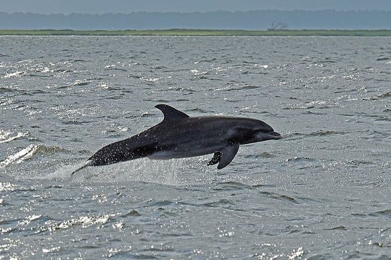 Excursions aux dauphins de Jekyll Island
