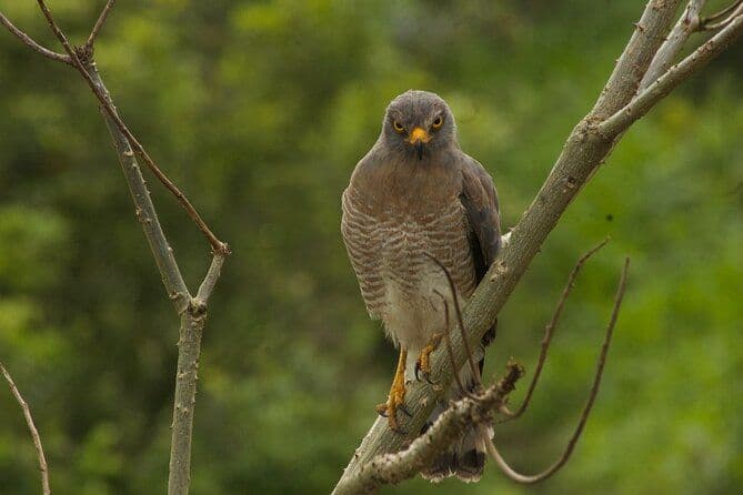 Observation des oiseaux dans le Salento
