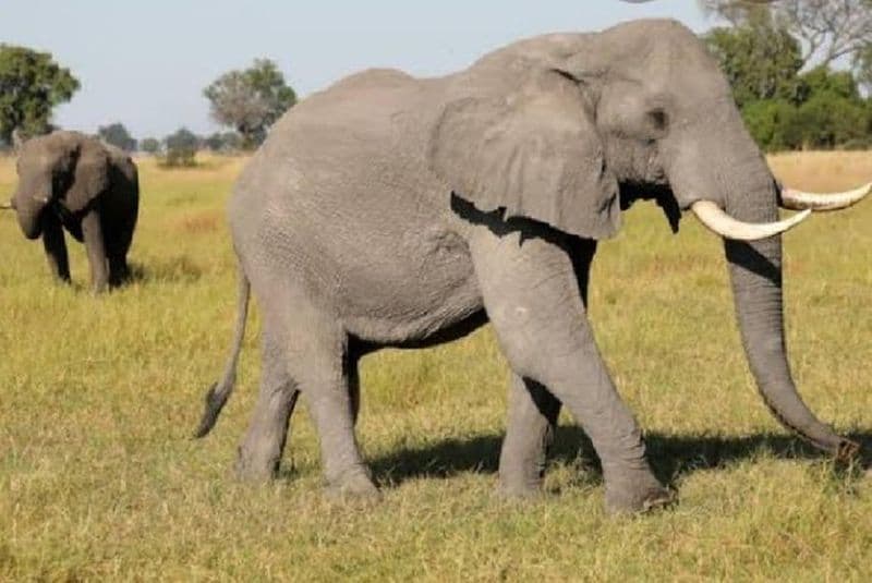 Safari d'une journée complète dans le parc national de Pilanesberg, expérience Open Jeep