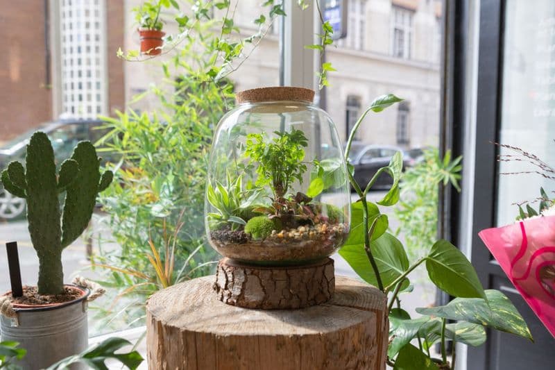 Billet Atelier - Créez votre grand terrarium (taille L)