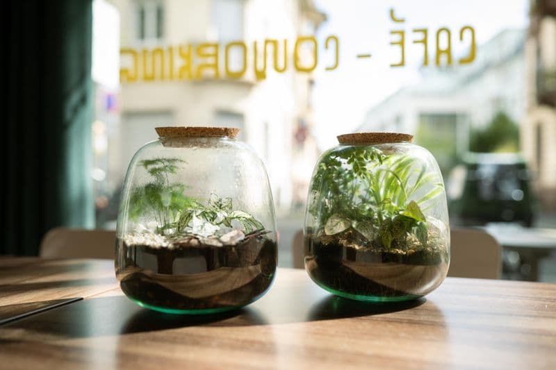 Billet Atelier - Réalisez votre terrarium autour d'un apéro