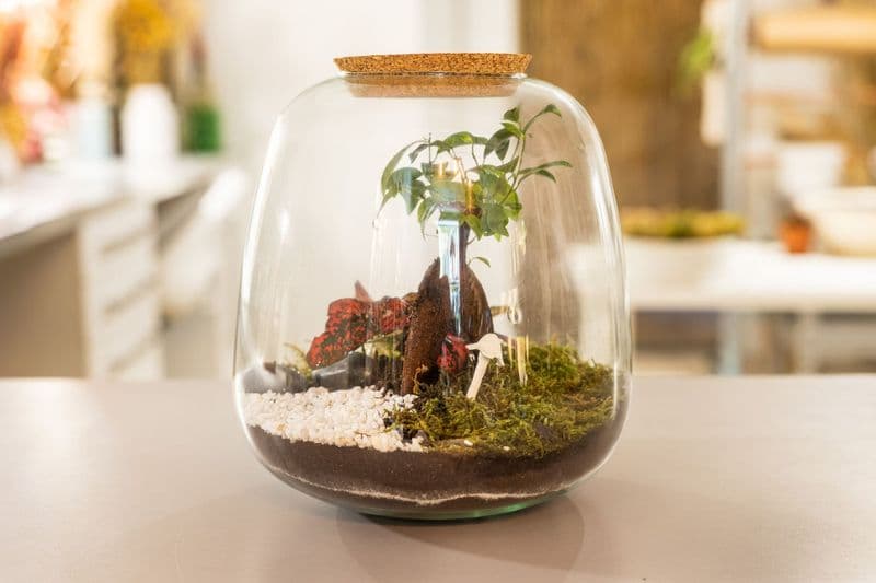 Billet Atelier - Réalisez votre terrarium en taille L