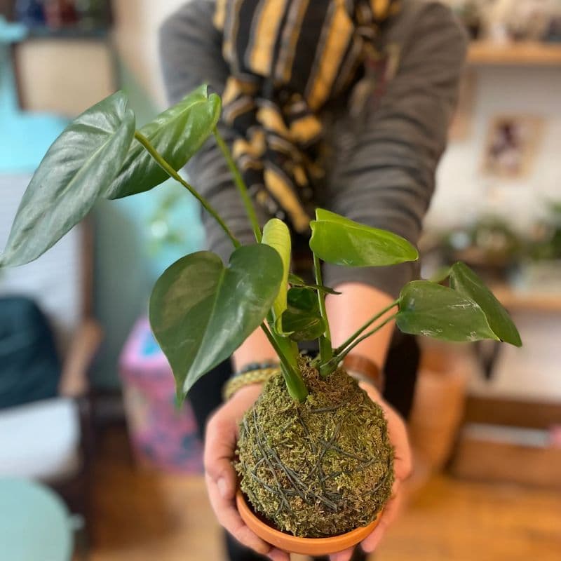 Billet Atelier - Créez vos kokedamas en groupe