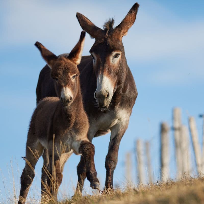 Fabriquez vos savons au lait d'ânesse