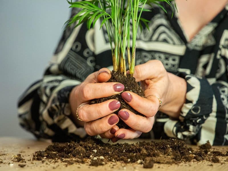 Billet Créez votre kokédama