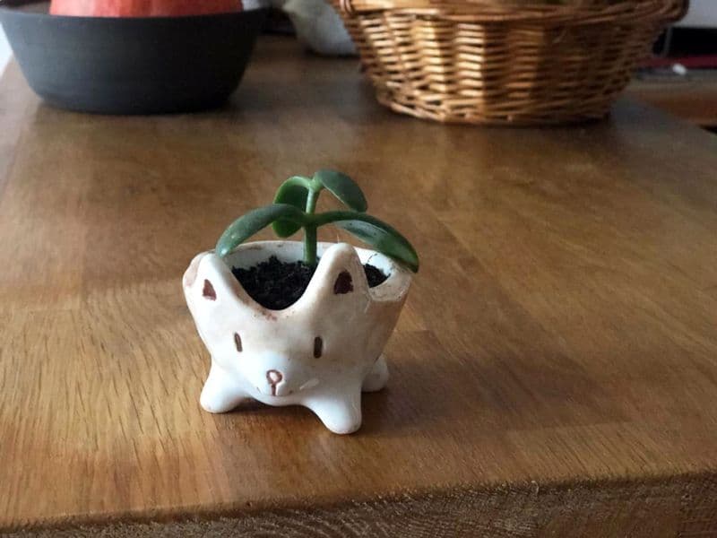 Billet Atelier - Réalise ton petit pot animal en terre