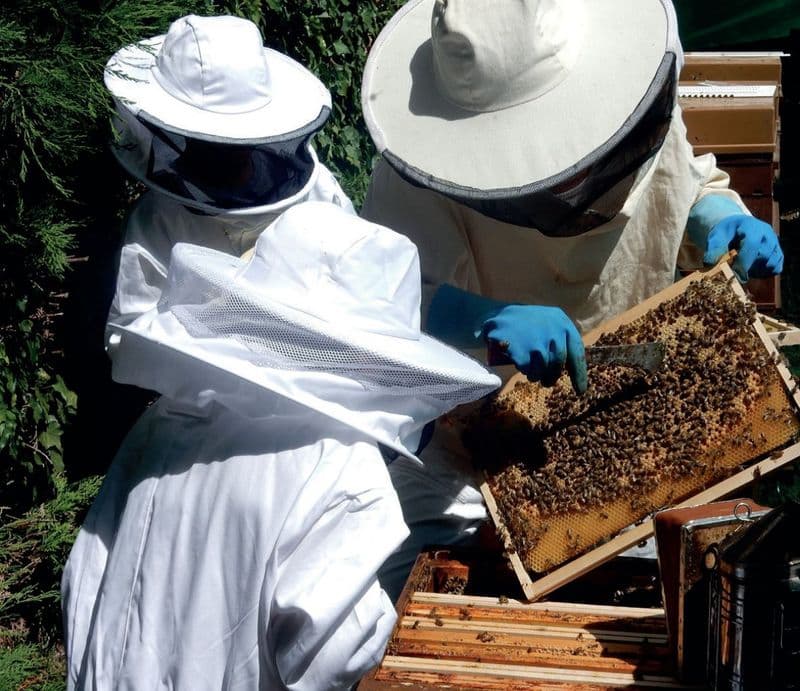 Billet Atelier - Initiez-vous à l'apiculture