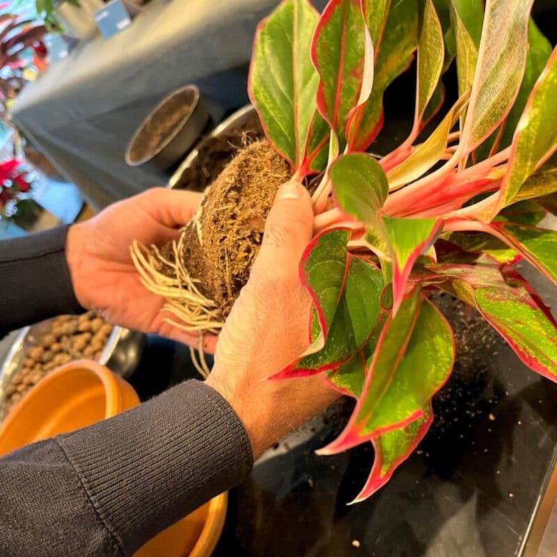 Billet Atelier - Apprenez à rempoter et à entretenir vos plantes