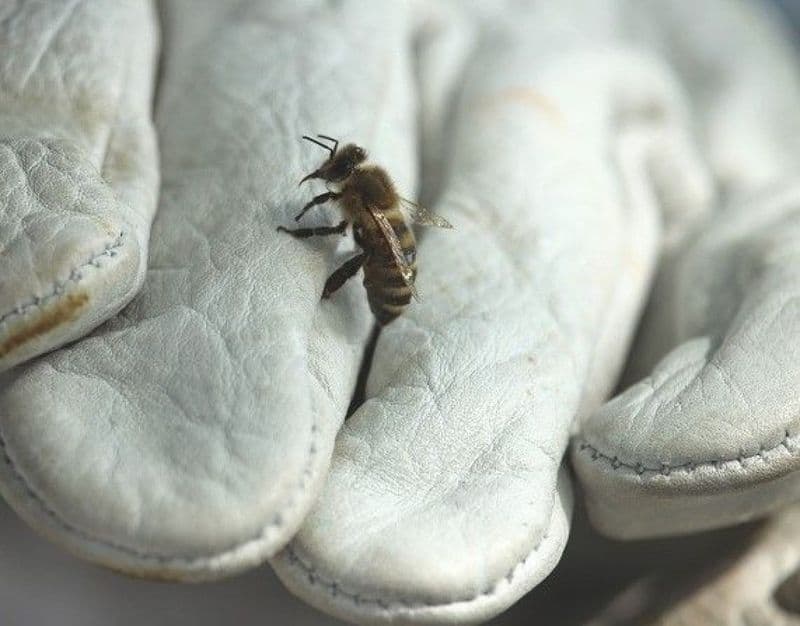 Billet Atelier - Découvrez l'apiculture