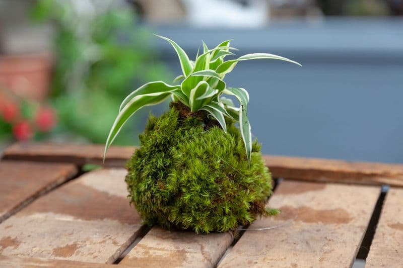 Billet Atelier - Fabriquez votre kokedama