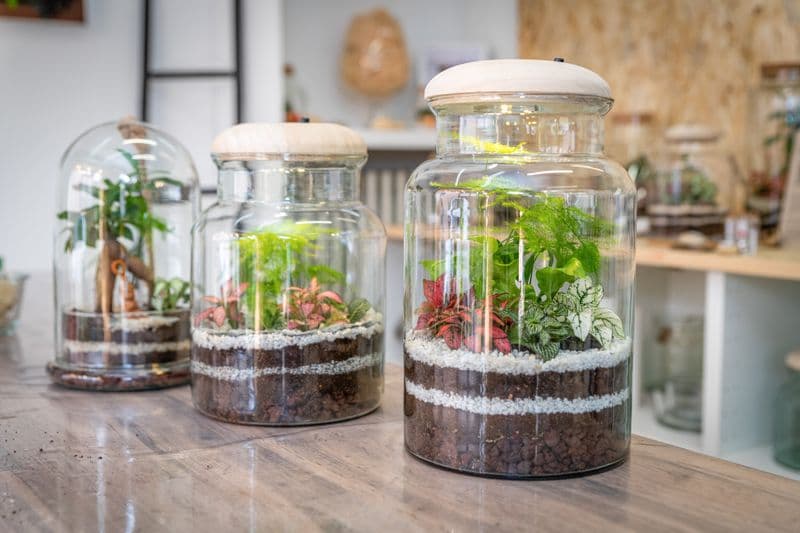 Billet Atelier - Réalisez vos terrariums