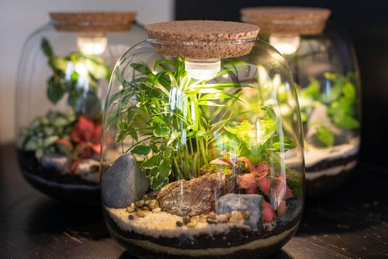 Billet Atelier - Créez votre terrarium lumineux