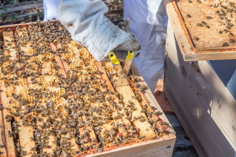 Billet Atelier - Initiez-vous à l'apiculture