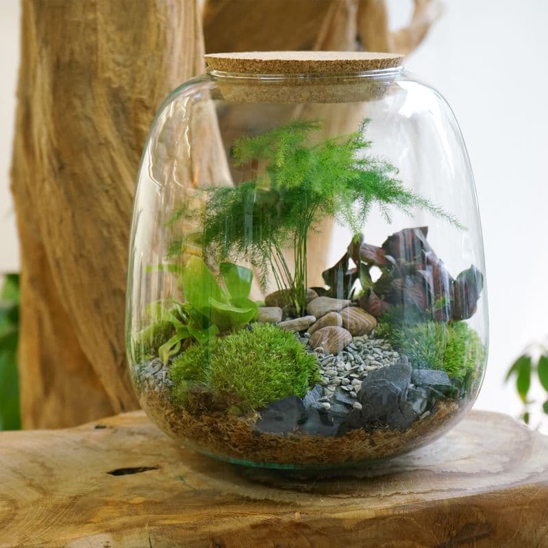 Billet Atelier - Créez votre terrarium (Taille M)