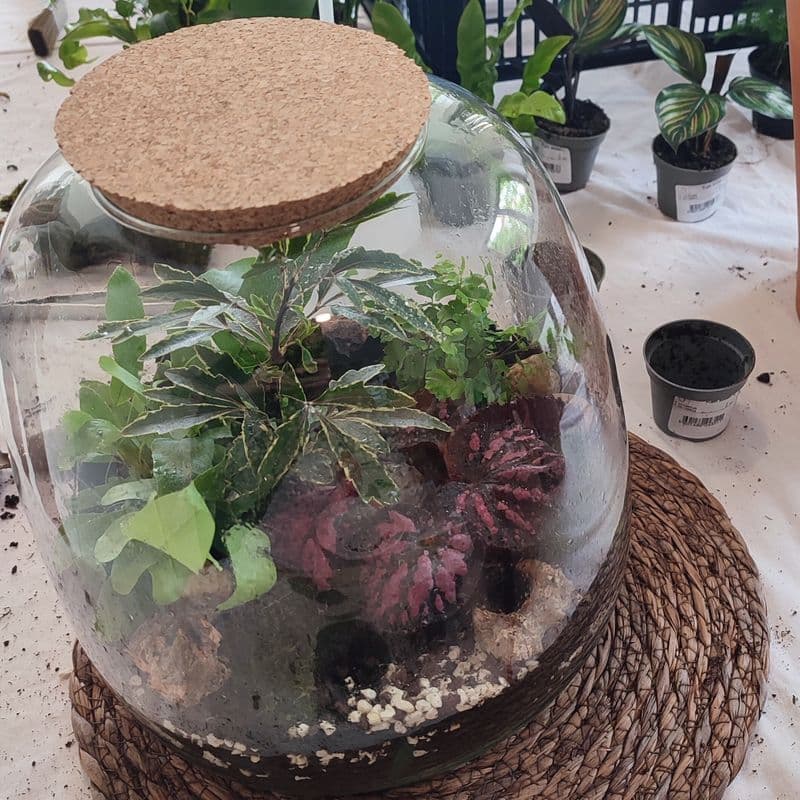 Billet Atelier - Réalisez votre terrarium fermé grand format