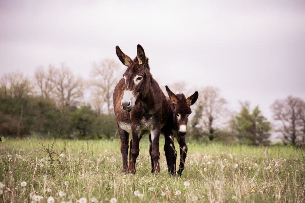 Réalisez votre savon au lait d'ânesse