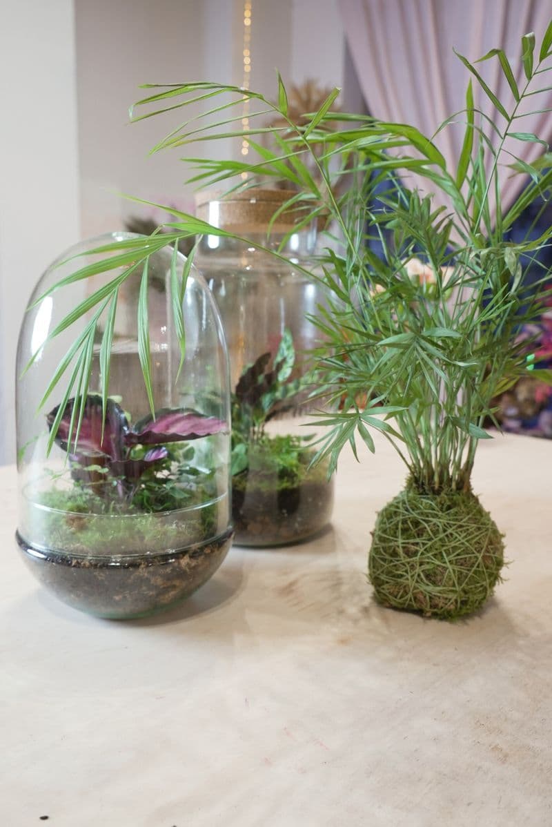 Billet Atelier - Composez votre grand terrarium