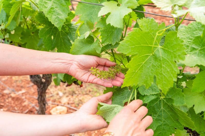 Billet Atelier - Visitez un domaine viticole