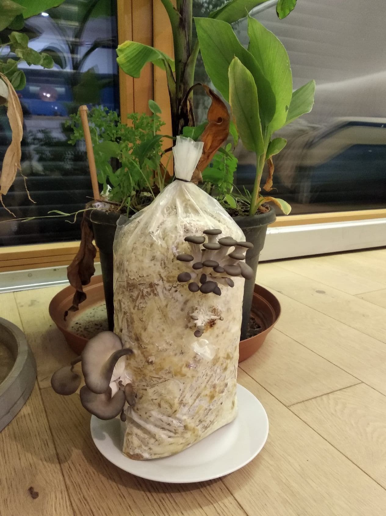 Billet Atelier - Apprenez à cultiver vos pleurotes