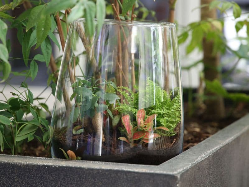 Billet Atelier - Créez votre terrarium ouvert