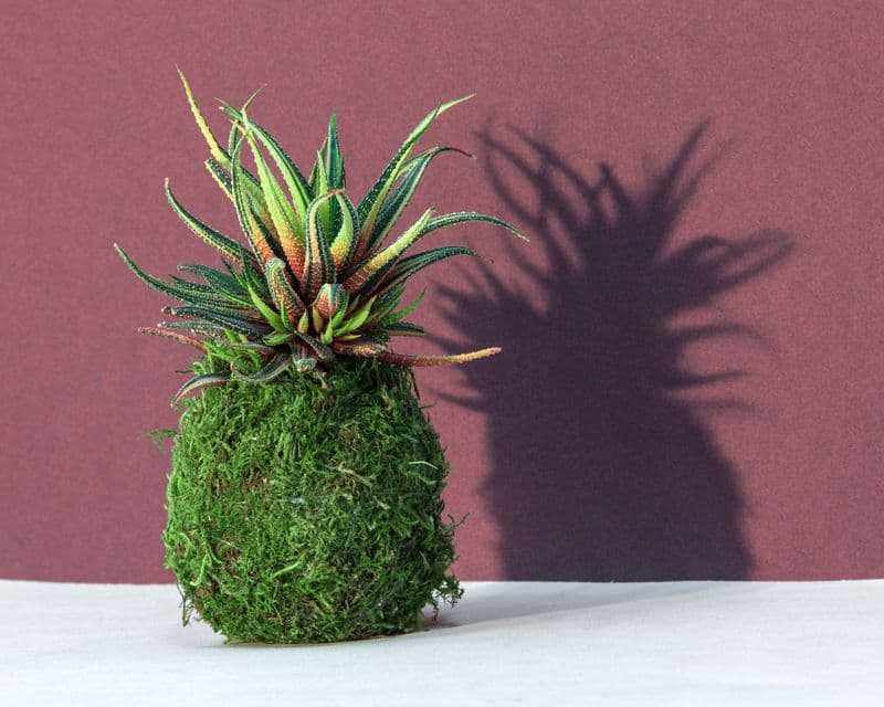 Billet Atelier - Créez votre kokedama