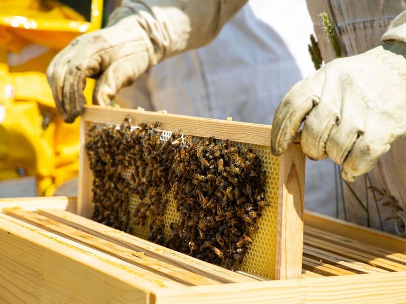 Billet Atelier - Découvrez l'apiculture et visitez des ruchers